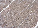 V-ATPase H Antibody in Immunohistochemistry (Paraffin) (IHC (P))