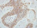 COX7B2 Antibody in Immunohistochemistry (Paraffin) (IHC (P))