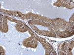 FIS1 Antibody in Immunohistochemistry (Paraffin) (IHC (P))