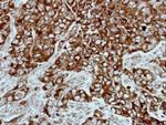 PPP3CB Antibody in Immunohistochemistry (Paraffin) (IHC (P))