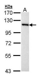 MCM3 Antibody in Western Blot (WB)