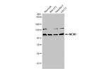 MCM3 Antibody in Western Blot (WB)