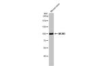 MCM3 Antibody in Western Blot (WB)