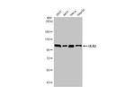 ULK2 Antibody in Western Blot (WB)