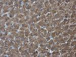 PKLR Antibody in Immunohistochemistry (Paraffin) (IHC (P))