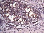 VAPA Antibody in Immunohistochemistry (Paraffin) (IHC (P))