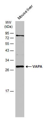 VAPA Antibody in Western Blot (WB)