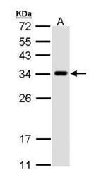 VAPA Antibody in Western Blot (WB)