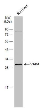 VAPA Antibody in Western Blot (WB)