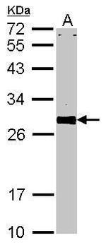 VAPA Antibody in Western Blot (WB)