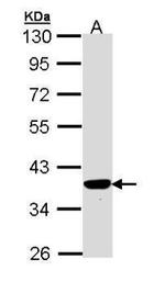 PIG3 Antibody in Western Blot (WB)