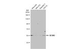 SESN3 Antibody in Western Blot (WB)