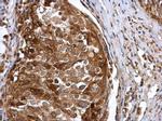 IFIT3 Antibody in Immunohistochemistry (Paraffin) (IHC (P))