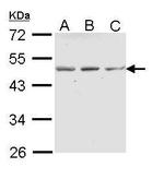 ENTPD5 Antibody in Western Blot (WB)