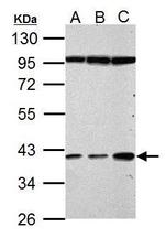 Haptoglobin Antibody in Western Blot (WB)