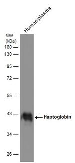 Haptoglobin Antibody in Western Blot (WB)