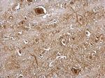 VCP Antibody in Immunohistochemistry (Paraffin) (IHC (P))