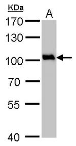 VCP Antibody in Western Blot (WB)