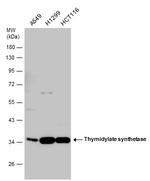 Thymidylate Synthase Antibody in Western Blot (WB)