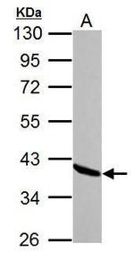 Annexin A1 Antibody in Western Blot (WB)