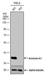 Annexin A1 Antibody