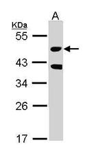 MST3 Antibody in Western Blot (WB)