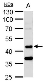 MST3 Antibody in Western Blot (WB)