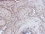 Aspartoacylase Antibody in Immunohistochemistry (Paraffin) (IHC (P))