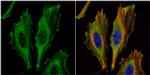 Aspartoacylase Antibody in Immunocytochemistry (ICC/IF)