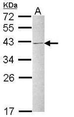 hnRNP C Antibody in Western Blot (WB)