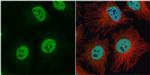 hnRNP C Antibody in Immunocytochemistry (ICC/IF)