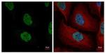 NuMA Antibody in Immunocytochemistry (ICC/IF)