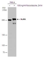 NuMA Antibody in Western Blot (WB)