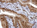 PSMA6 Antibody in Immunohistochemistry (Paraffin) (IHC (P))