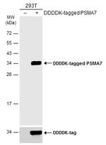 PSMA7 Antibody in Western Blot (WB)