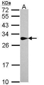 SPR Antibody in Western Blot (WB)