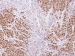 TRIM21 Antibody in Immunohistochemistry (Paraffin) (IHC (P))