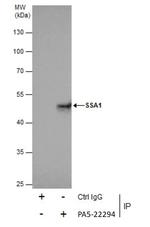 TRIM21 Antibody in Immunoprecipitation (IP)