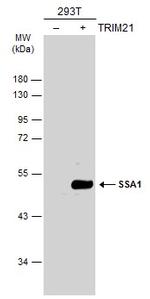 TRIM21 Antibody in Western Blot (WB)