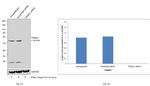 TRIM21 Antibody in Western Blot (WB)