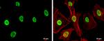 SAE1 Antibody in Immunocytochemistry (ICC/IF)