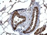 HUS1 Antibody in Immunohistochemistry (Paraffin) (IHC (P))