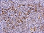 CD41 Antibody in Immunohistochemistry (Paraffin) (IHC (P))