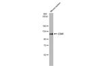 CD41 Antibody in Western Blot (WB)