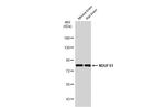 NDUFS1 Antibody in Western Blot (WB)