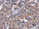 GBA Antibody in Immunohistochemistry (Paraffin) (IHC (P))