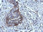 RGS4 Antibody in Immunohistochemistry (Paraffin) (IHC (P))