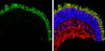 GNAT2 Antibody in Immunohistochemistry (Frozen) (IHC (F))