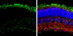 GNAT2 Antibody in Immunohistochemistry (Frozen) (IHC (F))