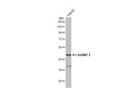 hnRNP F Antibody in Western Blot (WB)